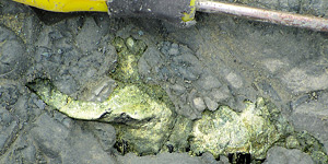 Partial skull of a small horse from the Las Cascadas Formation along the Panama Canal with screwdriver for scale. © Photo by Aaron Wood.