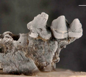 New species of a small mammal from Miocene sediments along the Panama Canal. Lower jaw with two teeth of an insectivorous bat. The scales are 1 millimeter. © Photo by Aldo Rincon.