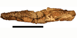 Fossil skull of a primitive caiman relative (19 million years old). Skull is in side view with the snout pointing to the left with upper and lower jaws articulated. Scale bar equals 10 cm. © Photo by Alex Hastings.