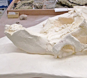 A cast of the fossil dugong as it was preserved upside down in the rock along the Panama Canal. A painted version of the cast will be on display at Panama’s Biomuseo in the upcoming year. © Photo by Aaron Wood.