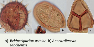 Fossil pollen grains found in Panama. © Photo courtesy of STRI.