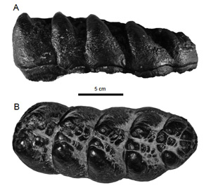 Mastodont tooth from the Pearl Islands. © Photo by Gary Morgan.