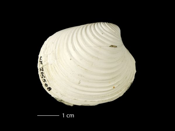 Clementia dariena | Darién venus clam | almeja venus del Darién