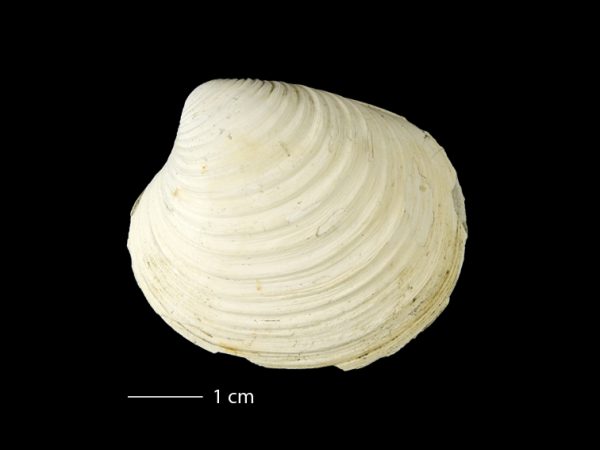 Clementia dariena | Darién venus clam | almeja venus del Darién