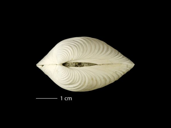 Clementia dariena | Darién venus clam | almeja venus del Darién