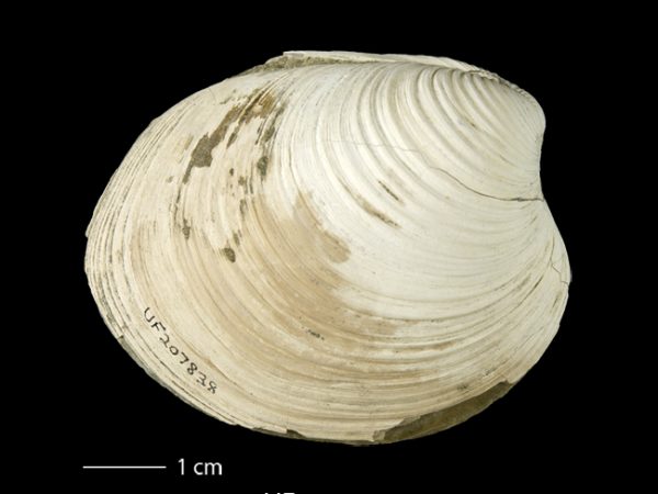 Clementia dariena | Darién venus clam | almeja venus del Darién