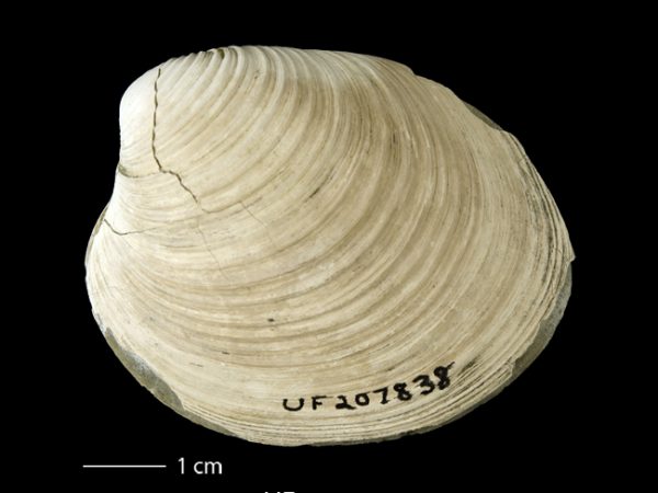 Clementia dariena | Darién venus clam | almeja venus del Darién