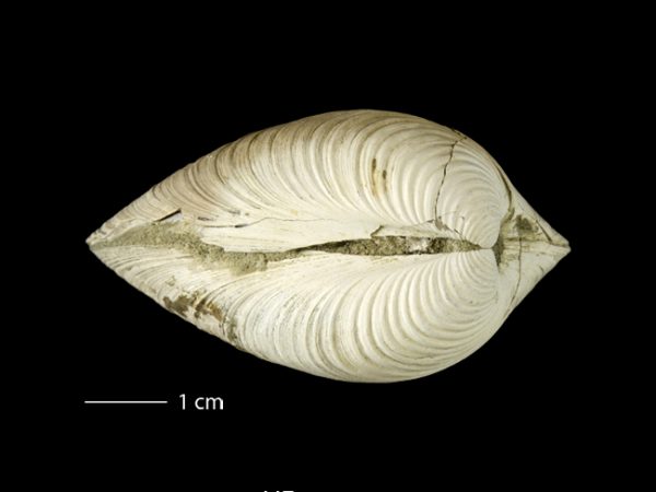Clementia dariena | Darién venus clam | almeja venus del Darién