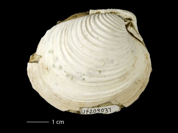 Clementia dariena | Darién venus clam | almeja venus del Darién
