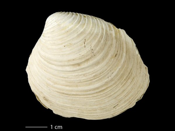 Clementia dariena | Darién venus clam | almeja venus del Darién