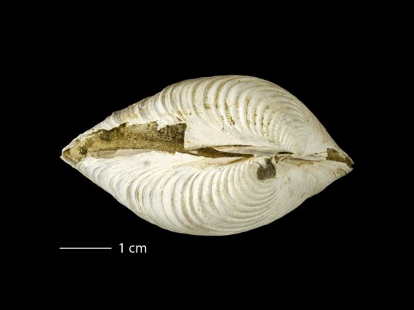Clementia dariena | Darién venus clam | almeja venus del Darién