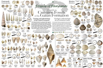 Gatun Formation fossil poster