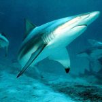 Blacktip sharks