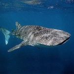 whale shark