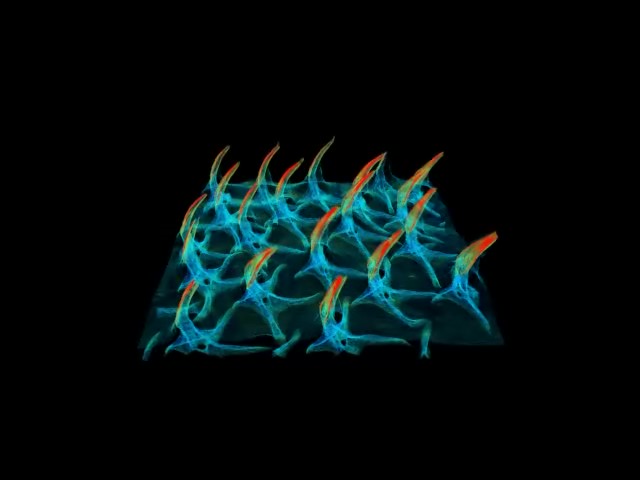 A shark’s infinite regeneration of teeth: – Florida Program for Shark