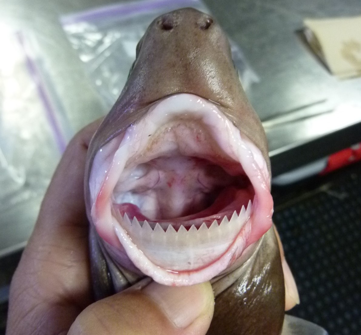 Cookie Cutter Shark Bite Submarine