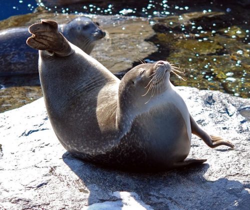 Happy seal