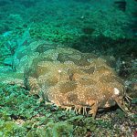 Spotted wobbegong