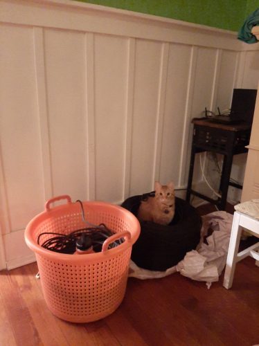 Cat inspecting rope