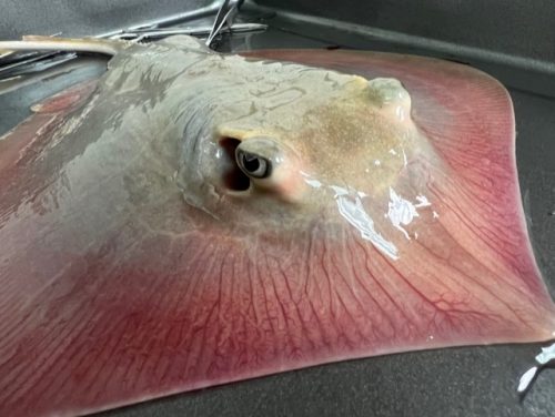 Atlantic Stingray in metal pan. Tan core with pink edges