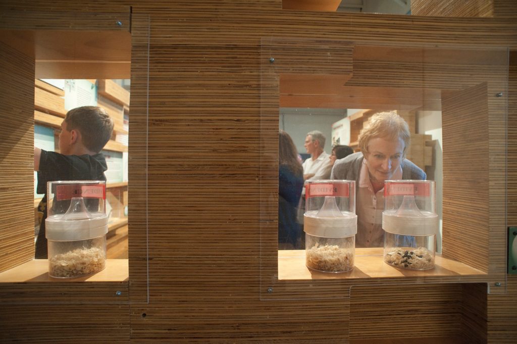 visitor looking closely at insects on display