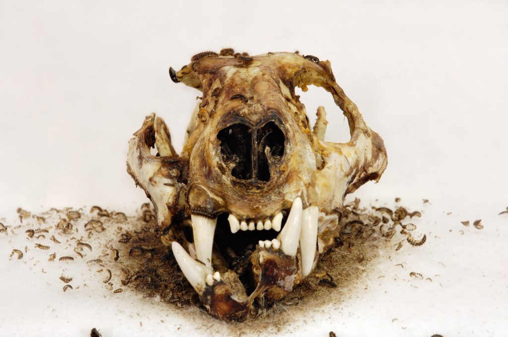 Beetles on panther skull