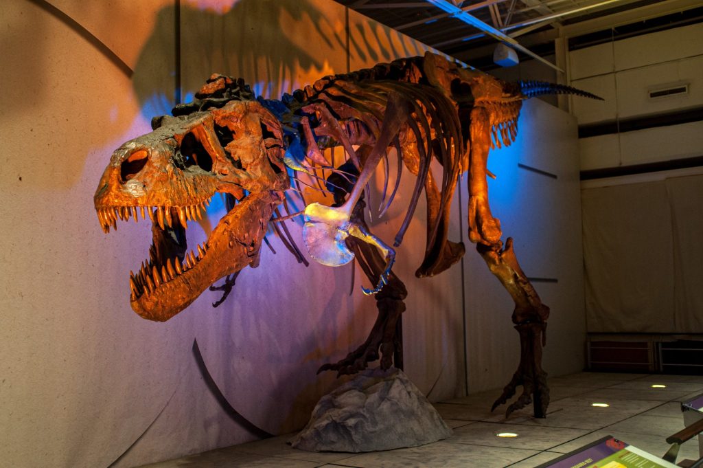 fully articulated, life-size skeleton cast with dramatic lightling