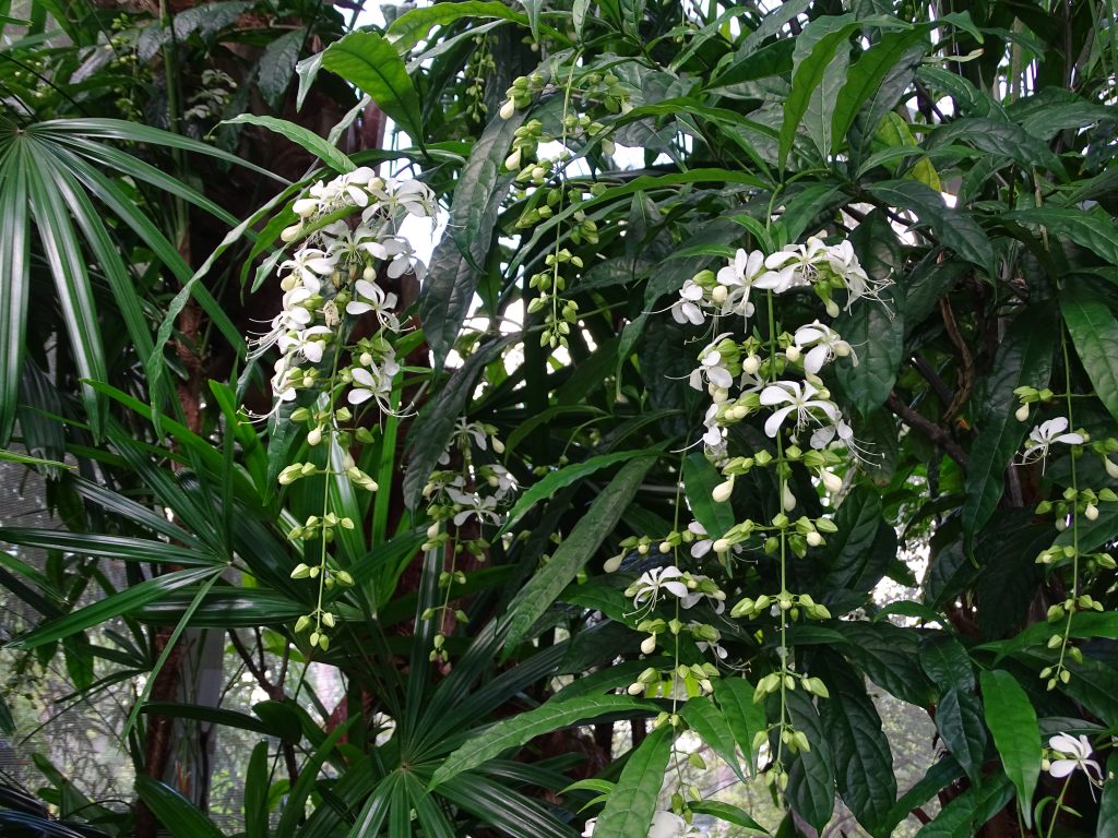 Clerodendrum at a distance