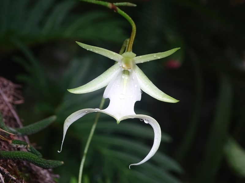 Ghost Orchid (Dendrophylax lindenii)