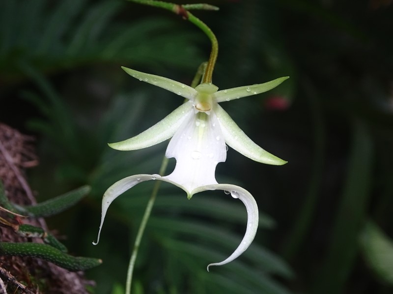 18 Most Rare Flowers from Around the World 2 Ghost Orchid (Dendrophylax lindenii)
