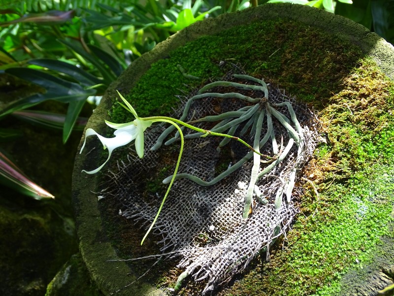 Ghost Orchid blooming in the Rainforest