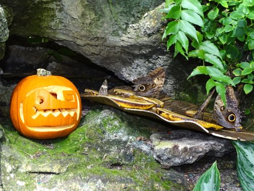 Halloween in the Rainforest