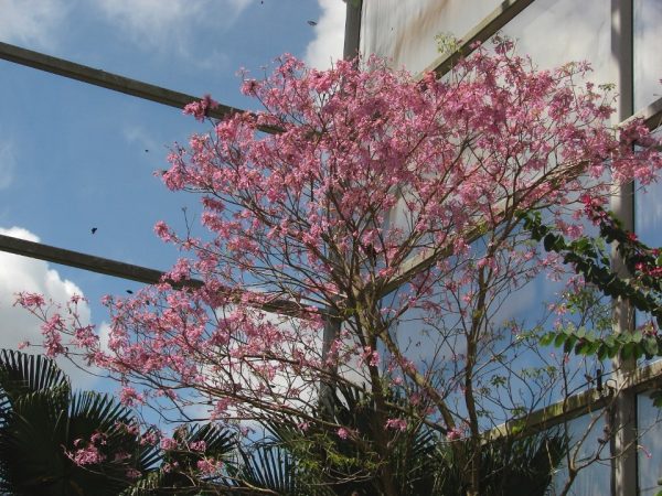 Pink Trumpet Tree, distant