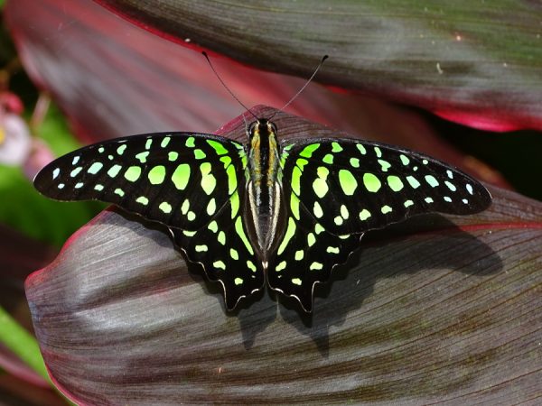 Tailed Jay, Graphium agamemnon