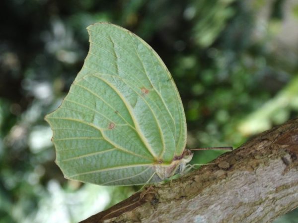 White-Angled Sulfur (Anteos clorinde)