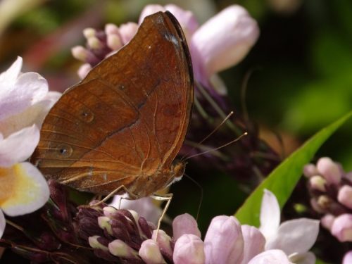 Autumn Leaf (Doleschallia bisaltide)