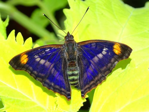 Pavon Emperor (Doxocopa pavon)