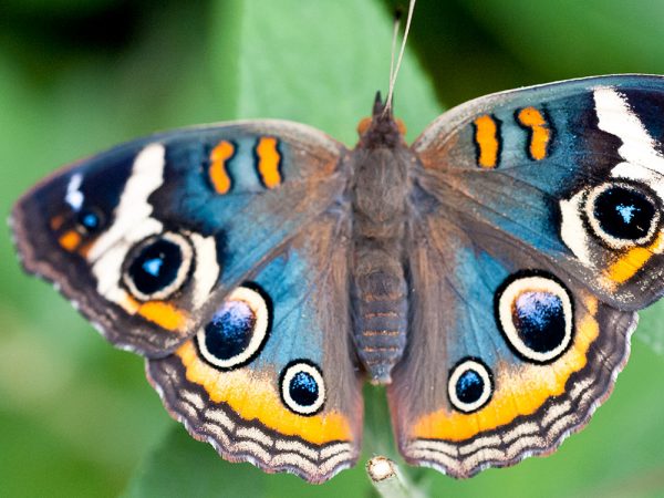 orange blue butterfly, header