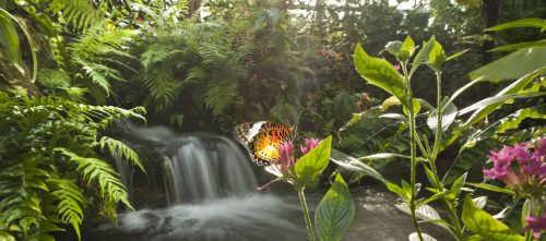 Butterfly Rainforest Exhibits