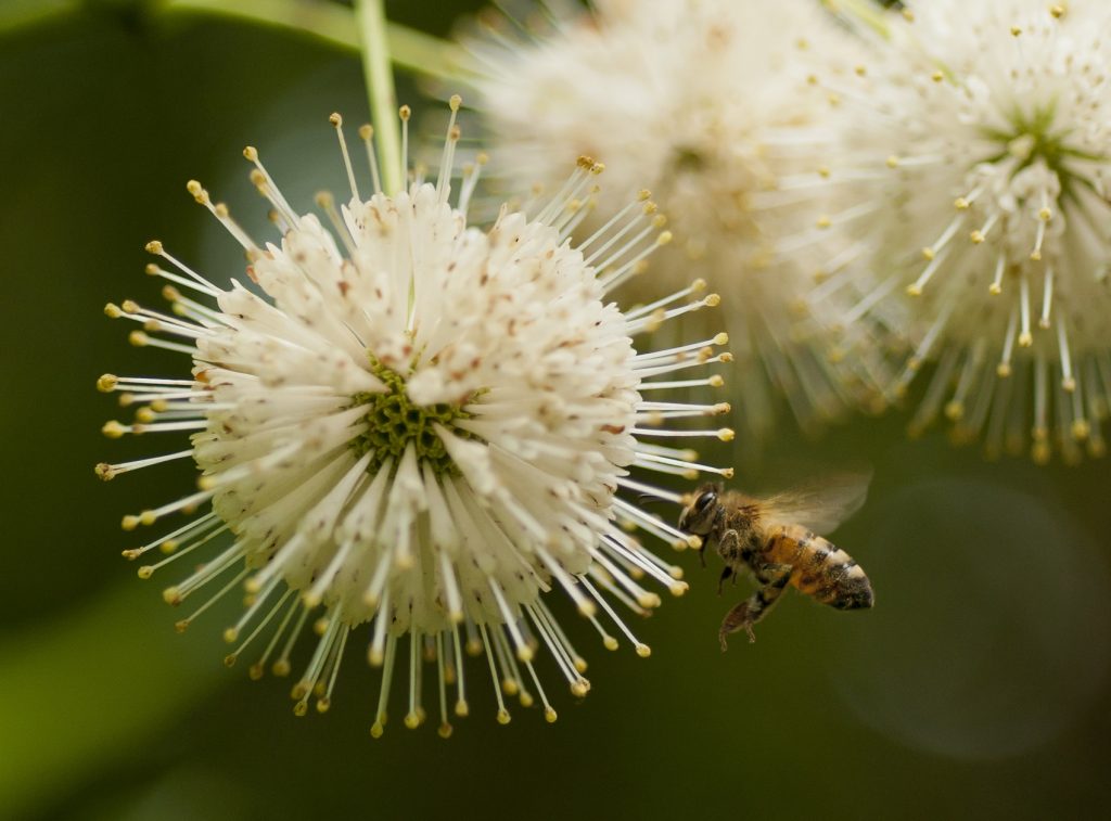 bee on flower in NATL
