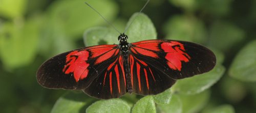 ID Guide: Red Butterflies – Exhibits