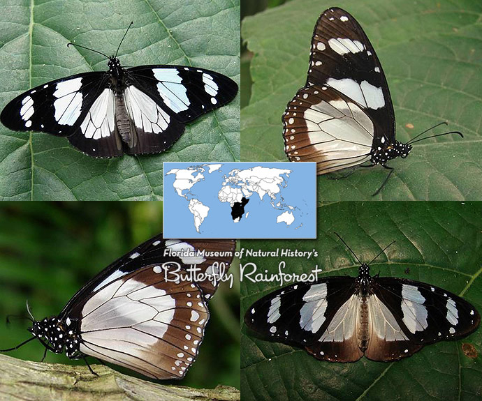 ID Guide: Black Butterflies – Exhibits