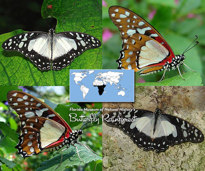 Id Guide Black Butterflies Exhibits