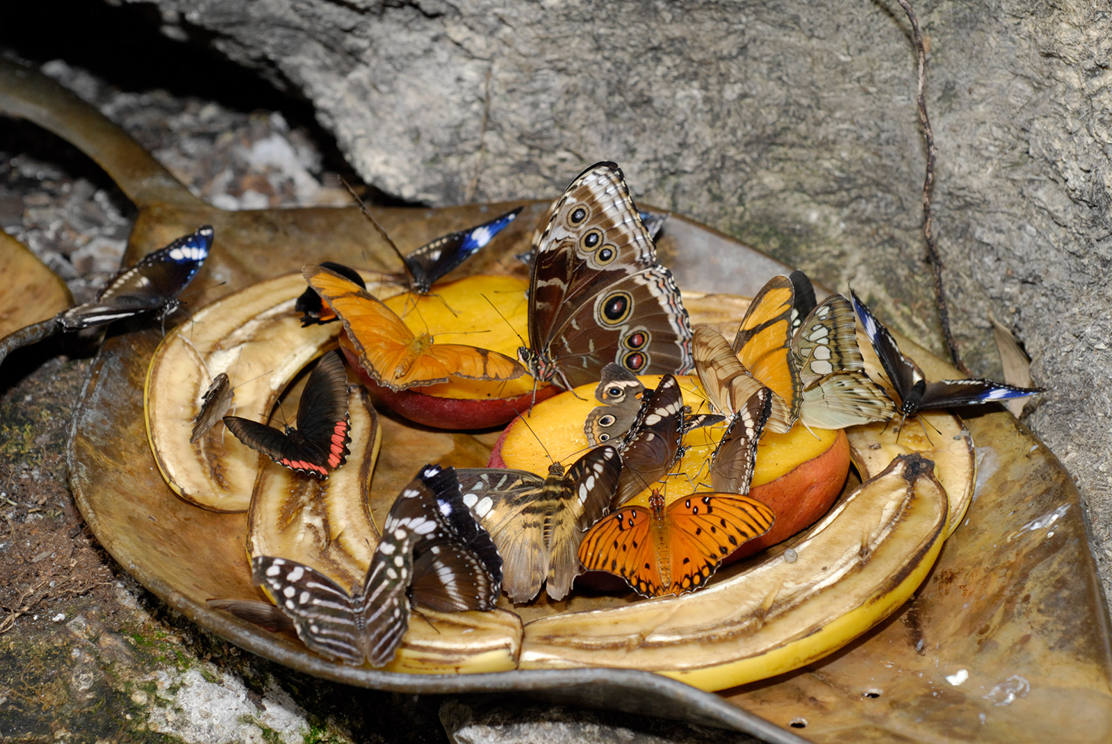 Butterfly Rainforest Exhibits