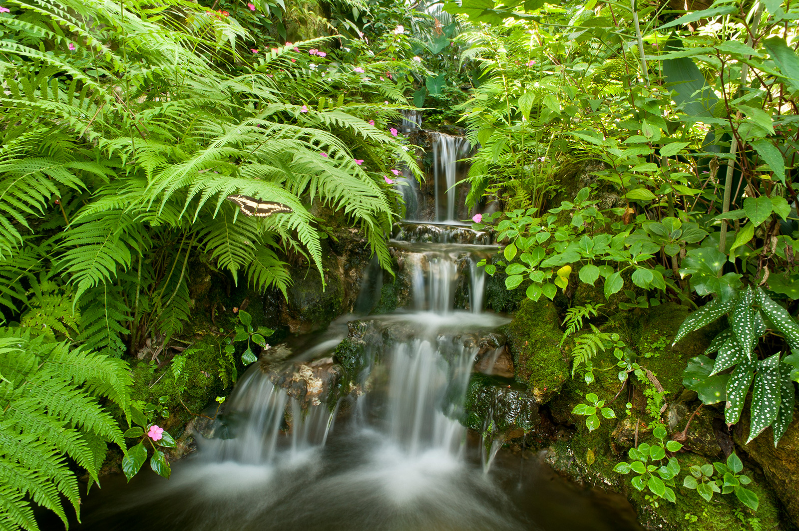 Butterfly Rainforest Exhibits