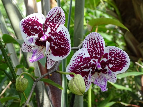 Phalaenopsis hybrid orchids