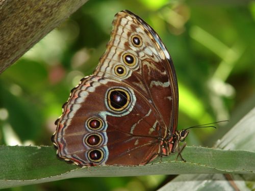 Blue Morpho butterfly, wings closed