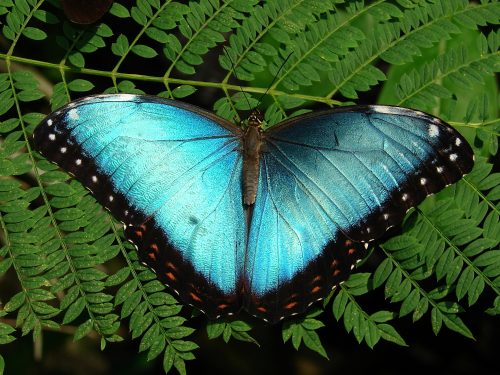 Blue Morpho butterfly, wings open