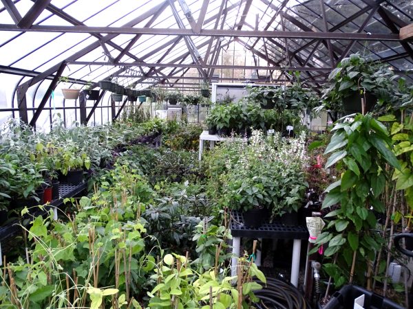 Full greenhouse, May 2017