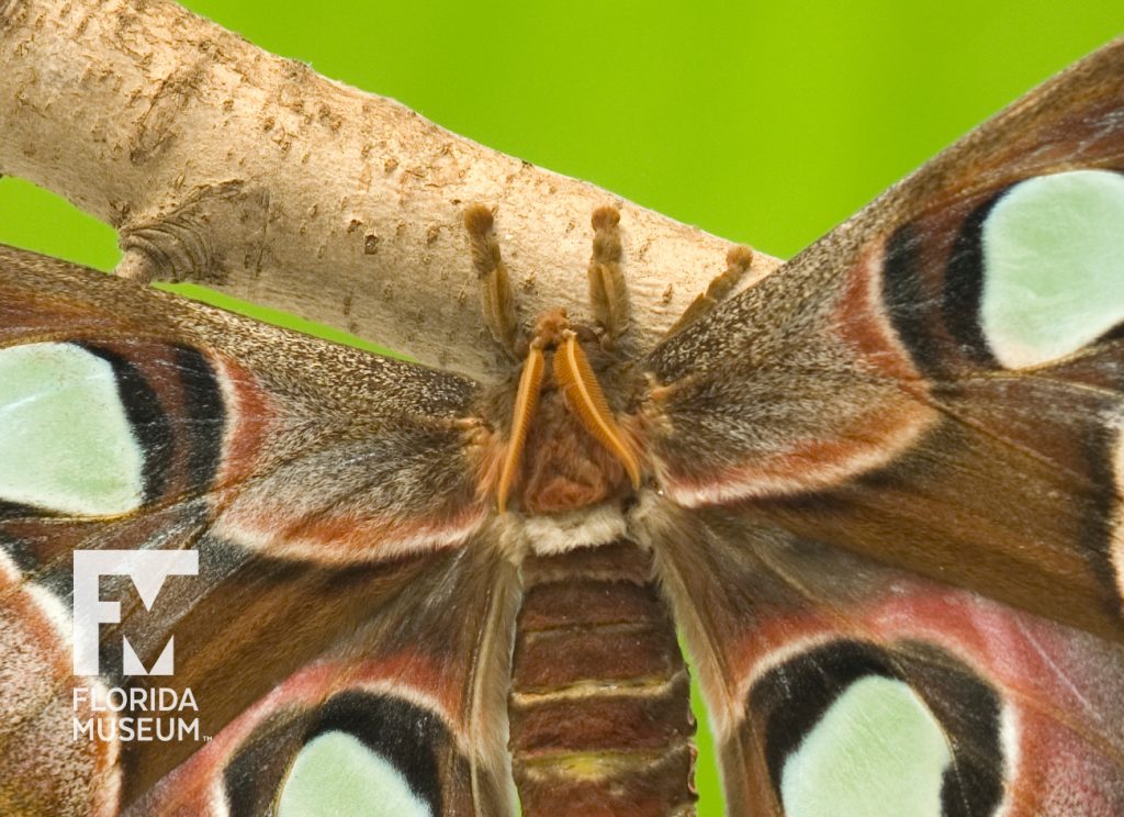 Atlas moth (Attacus atlas).